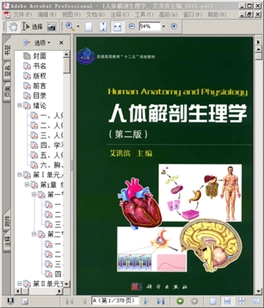 人体解剖生理学