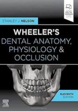 Wheeler’s Dental Anatomy, Physiology and Occlusion 11th Edition 2019（牙体解剖学，生理学和咬合 第11版）