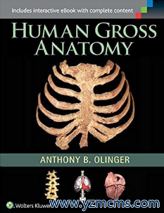 Human Gross Anatomy（人类大体解剖学）