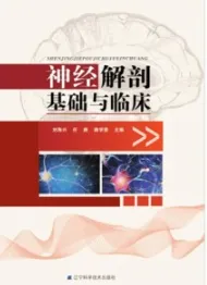 神经解剖基础与临床