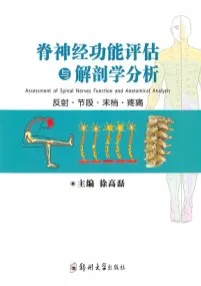 脊神经功能评估与解剖学分析