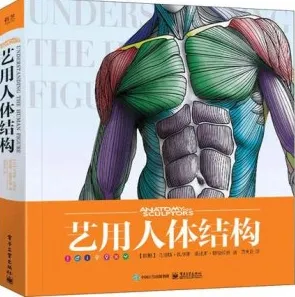 艺用人体结构