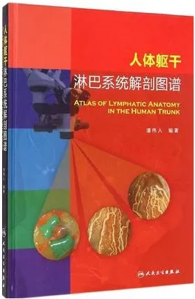 人体躯干淋巴系统解剖图谱